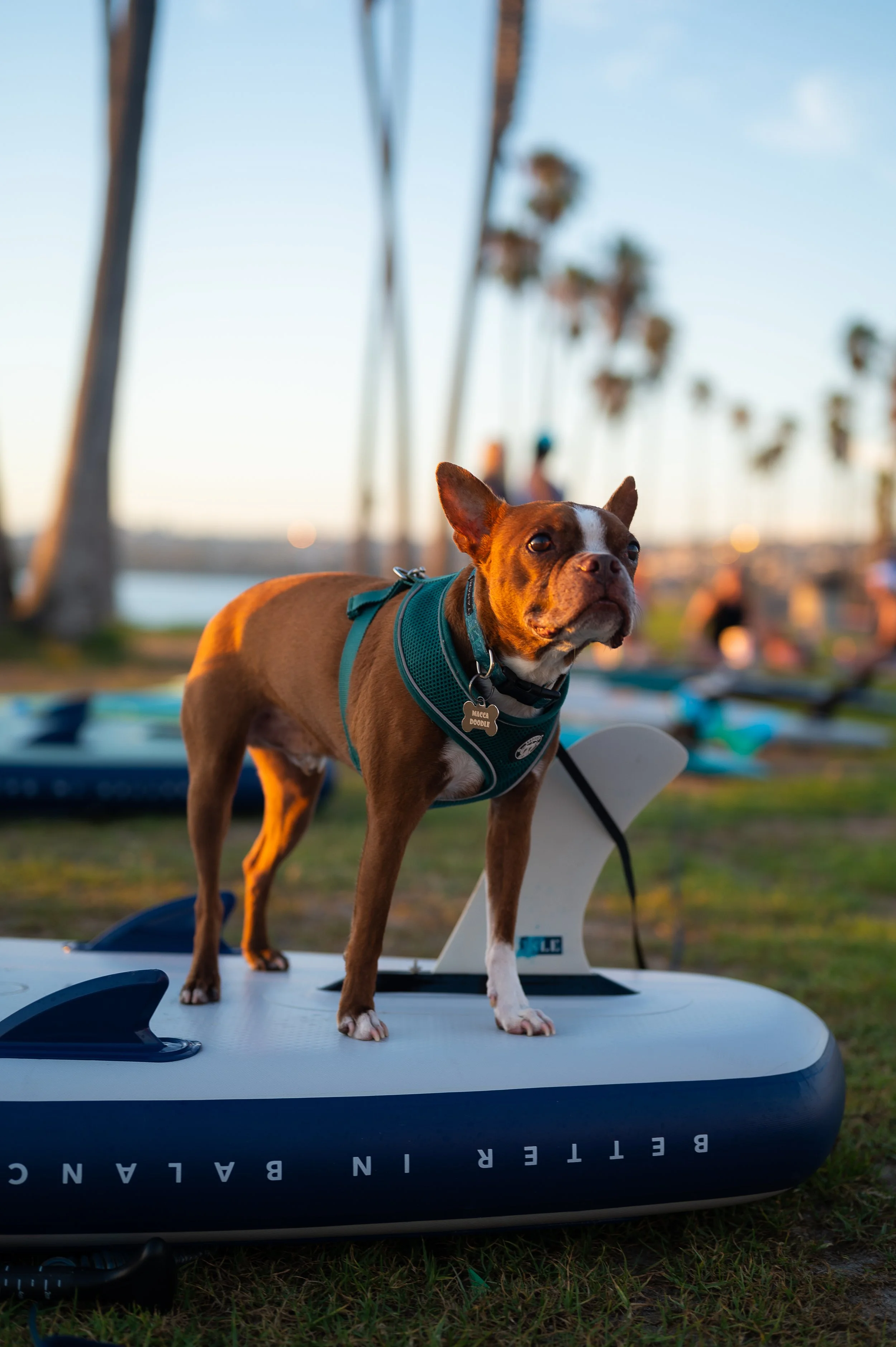Night paddle experience from Field Trip in San Diego.